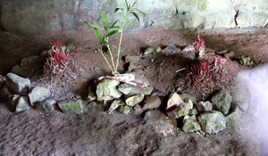 Kỳ bí 3 ngôi mộ cổ chôn người bị trói trong đại ngàn Cúc Phương