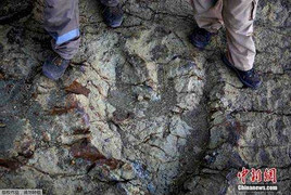 Phát hiện dấu chân khủng long ăn thịt cách đây 80 triệu năm