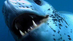 Clip: Vụ hỗn chiến đẫm máu của các sát thủ đại dương