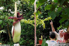 Rủ nhau đến bách thảo xem hoa 'xác chết' tỏa mùi đáng sợ nhất hành tinh