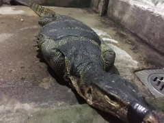 Bắt được kỳ đà đang mang bầu nặng 15kg, dài 1,5m tại TP.HCM