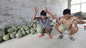 Tận mắt xem dưa hấu Trung Quốc nảy tưng tưng như bóng cao su