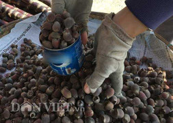 Dân thành thị phát sốt với trái sim rừng