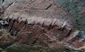 Đi tìm bộ xương bí ẩn 200 triệu năm tuổi ở đại ngàn Cúc Phương