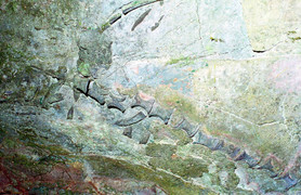 Các nhà khoa học giấu kín bộ xương loài vật gì ở Cúc Phương?