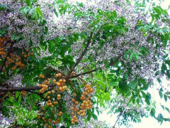 Điểm mặt những loại cây quen thuộc lỡ ‘nhấm’ vào là tắc thở