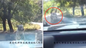 Hổ dữ lại tấn công xe du khách trong công viên hoang dã