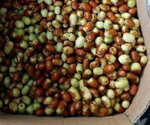 Liều mạng ăn 'thần dược' táo Trung Quốc thâm xỉn 100.000/kg