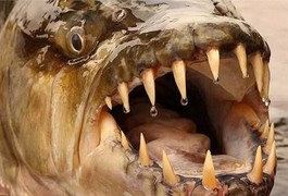 Thú chơi kinh dị của dân Hà Nội: Nuôi thủy quái hổ Congo