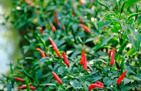 Công dụng chữa bệnh tuyệt vời của lá ớt nhiều người không biết