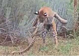 Rắn chuông tử nạn dưới nanh vuốt linh miêu