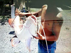 Săn cá khủng trên dòng sông chảy ngược ở Tây Nguyên