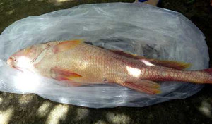 Câu được cá sủ vàng quý hiếm trên sông Tiền, giá hơn trăm triệu đồng