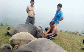 Đàn trâu 5 con hộc máu mồm chết la liệt trên đồi