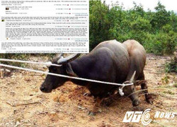 'Trâu điên' tấn công người ở Quảng Trị: Có cần thiết phải giết mấy con trâu?