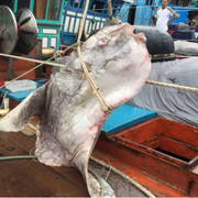 Tiết lộ về loài cá mặt trăng 'khủng' vừa bắt được ở Nghệ An