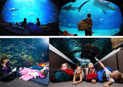 Trào lưu 'ngủ dưới đáy biển' đã có mặt tại Việt Nam