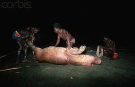 Bộ tộc ít người, như thời nguyên thủy, săn lùng hà mã và cá sấu để ăn thịt