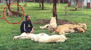 Rình rập định vồ người, báo đốm bị 'chúa sơn lâm' hạ gục trong tích tắc