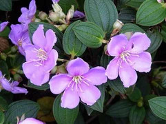 Những loài cây thông dụng chữa ngộ độc trong trường hợp khẩn cấp