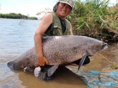 Trắm đen khổng lồ xuất hiện khiến dân chài mất vía ở Hải Dương