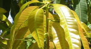 Công dụng chữa bệnh không ngờ từ lá xoài non