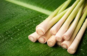 Công dụng chữa bệnh bất ngờ của cây sả