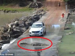 Tài xế ôtô nín thở chờ cá sấu khổng lồ uể oải lê bước sang đường