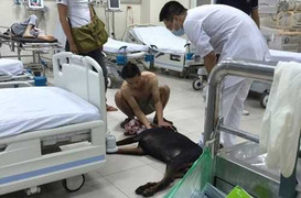 Chàng trai để bạn gái trên đường, cứu chú chó bị đâm trả thù ở Hà Nội