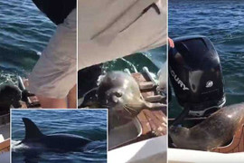 Bị 'sát thủ' cá kình truy sát, hải cẩu nhảy lên thuyền ngư dân cầu cứu
