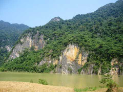 Ly kỳ cây thuốc giúp người chết sống lại ở vách đá Thanh Hóa