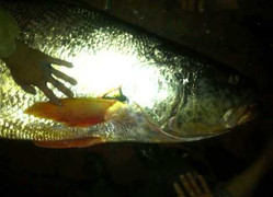 Chuyện ly kỳ về những con cá tiền tỷ ở cửa biển Thái Bình