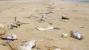 Cuối tháng 8 Formosa sẽ hoàn tất chuyển 500 triệu USD bồi thường