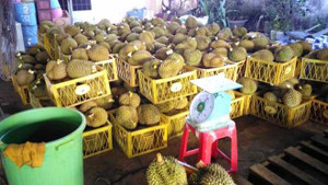 Khiếp đảm công nghệ ủ sầu riêng với... phân bón