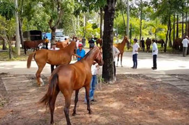 Tiết lộ dự án trường đua '6 trong 1' của ông Dũng 'lò vôi'