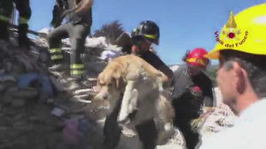 Video: Chú chó sống sót thần kỳ sau 9 ngày bị vùi trong đống đổ nát vì động đất ở Italia