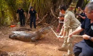 'Ăn trộm' gia súc của dân, cá sấu khổng lồ bị cảnh sát tóm gọn