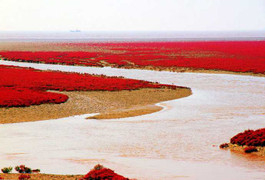 Bàn Cẩm Hồng, bến cảng mỗi năm đỏ như máu một lần