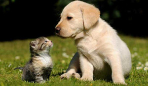 Câu hỏi lý thú: tại sao chó ghét mèo?