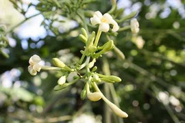 Tác dụng chữa bệnh không ngờ từ hoa đu đủ đực