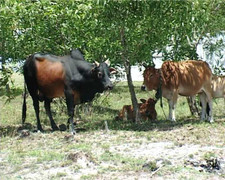 Đưa bò nhà đi ăn cỏ, bị bò hàng xóm húc chết