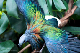 Ngỡ ngàng với vẻ đẹp mê hoặc của loài bồ câu kỳ lạ nhất thế giới