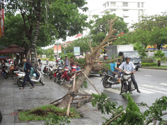 Cây xanh ở Huế bị gió quật đổ nghiêng ngả trong bão số 4