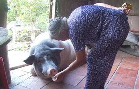 Heo thông minh đột biến, chỉ ăn chay và giữ nhà giỏi hơn chó