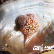 Tìm thấy viên ngọc trai có hình thù kỳ dị ở Quảng Bình