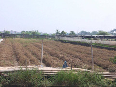 Vì sao bão qua cả tháng, giá hoa màu vẫn tăng cao?