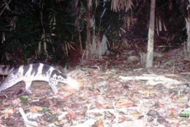 Phát hiện hai giống cầy quý hiếm đang bị đe dọa toàn cầu