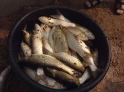 Cá chết hàng loạt trên sông, hàng trăm hộ dân điêu đứng