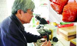 Chuyên gia thủy sản: Nói ăn cá hồi nuôi độc hại là 'tin tặc'