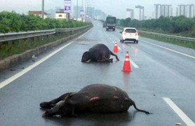 Đi lạc vào cao tốc, 2 con trâu bị ôtô đâm chết